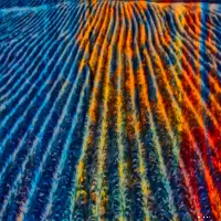 Morning Comes to the Corn (2026)