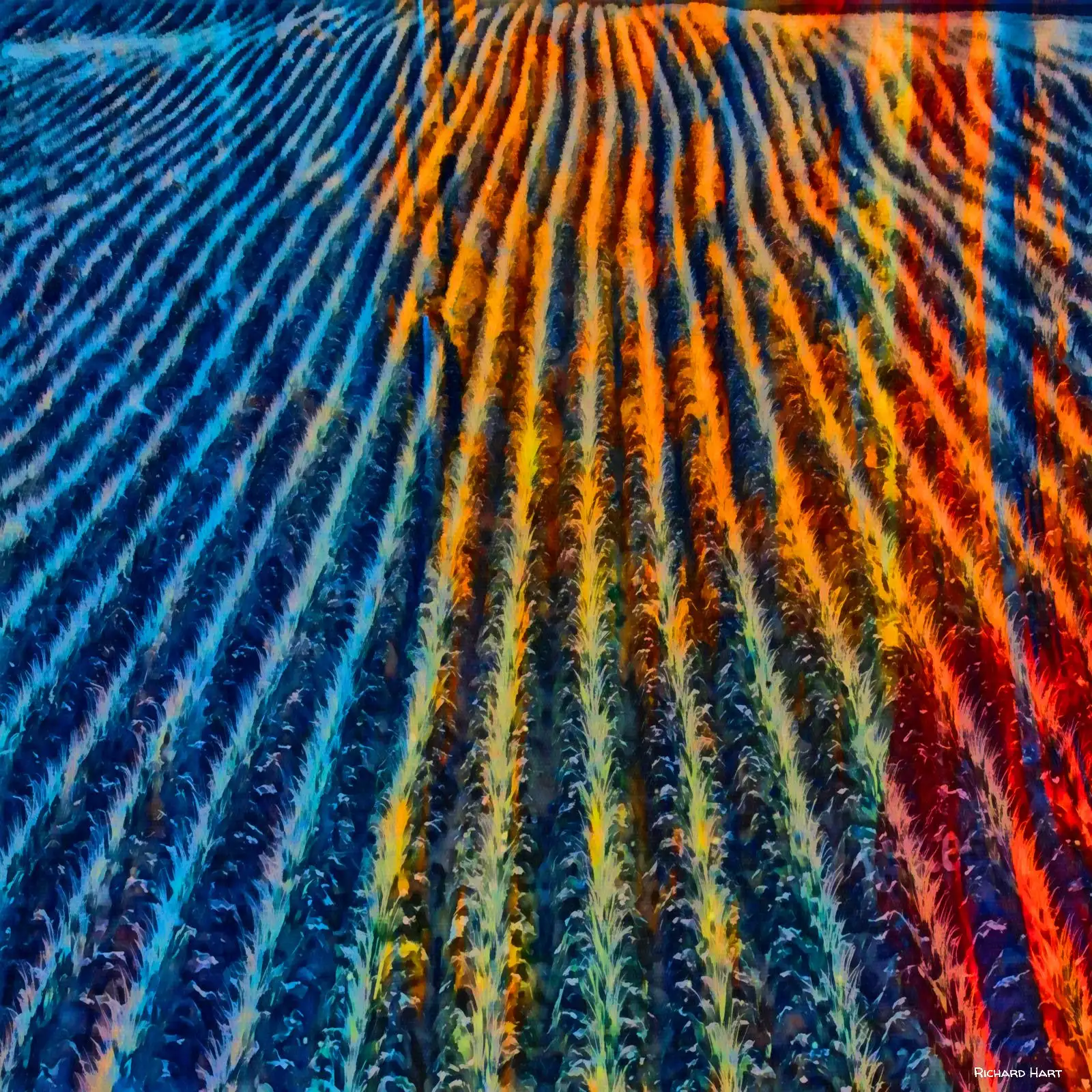 Morning Comes to the Corn