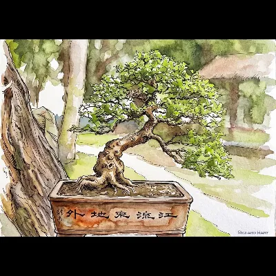 Bonsai 311 PWC