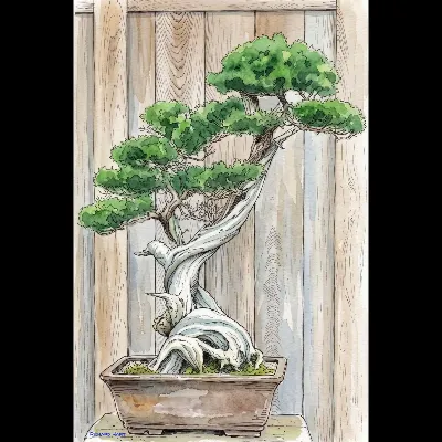 Bonsai 333 PWC