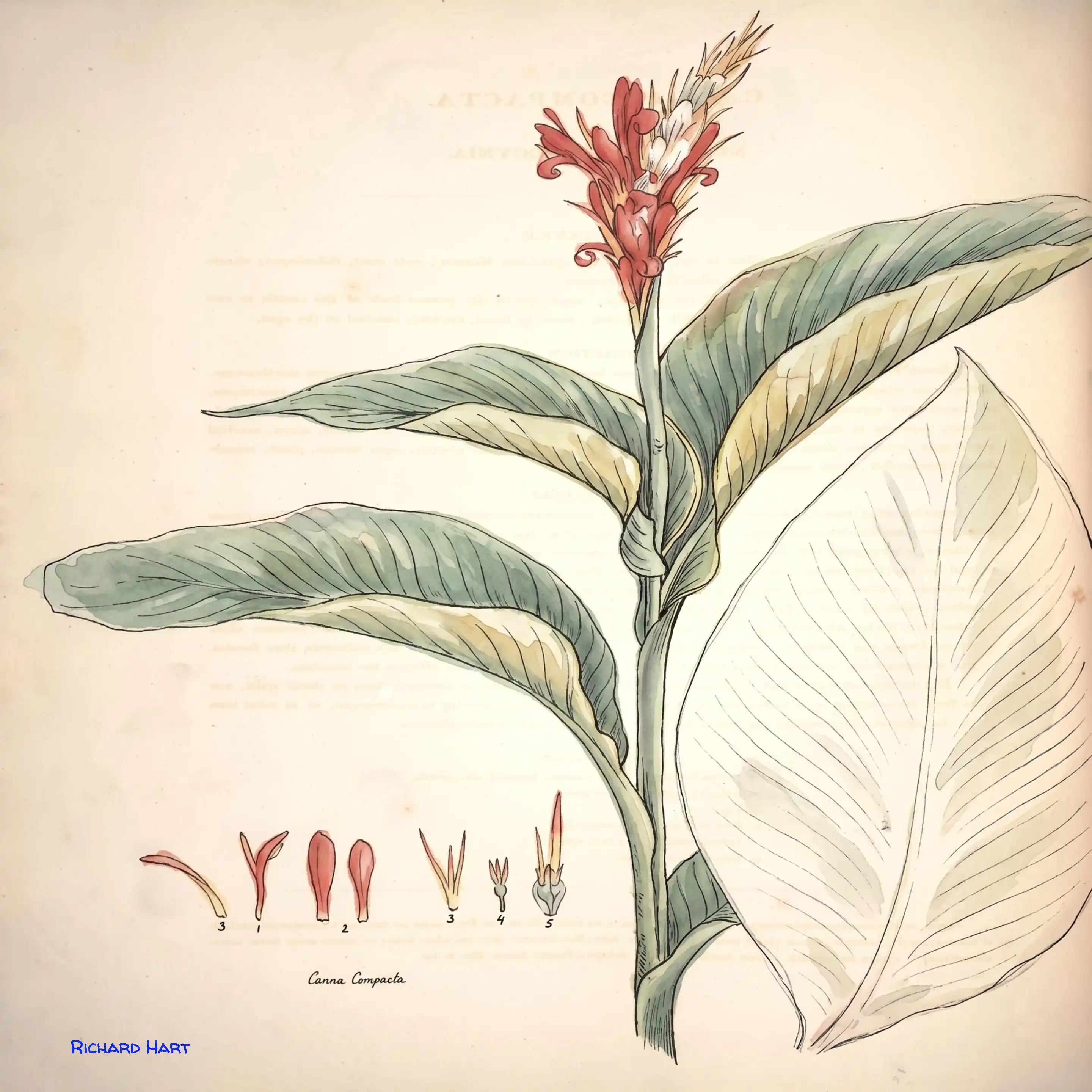 Canna Compada