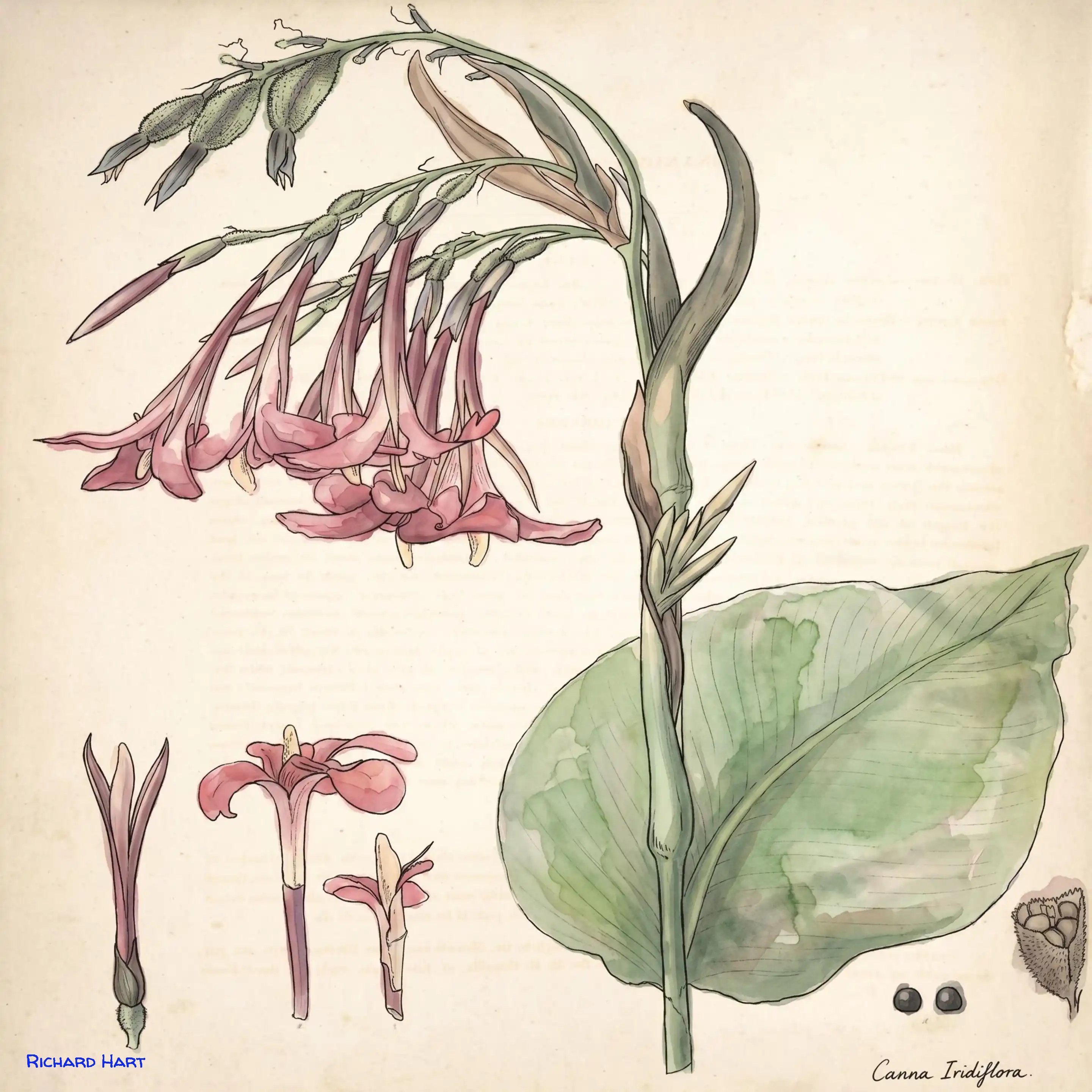 Canna Iridiflora