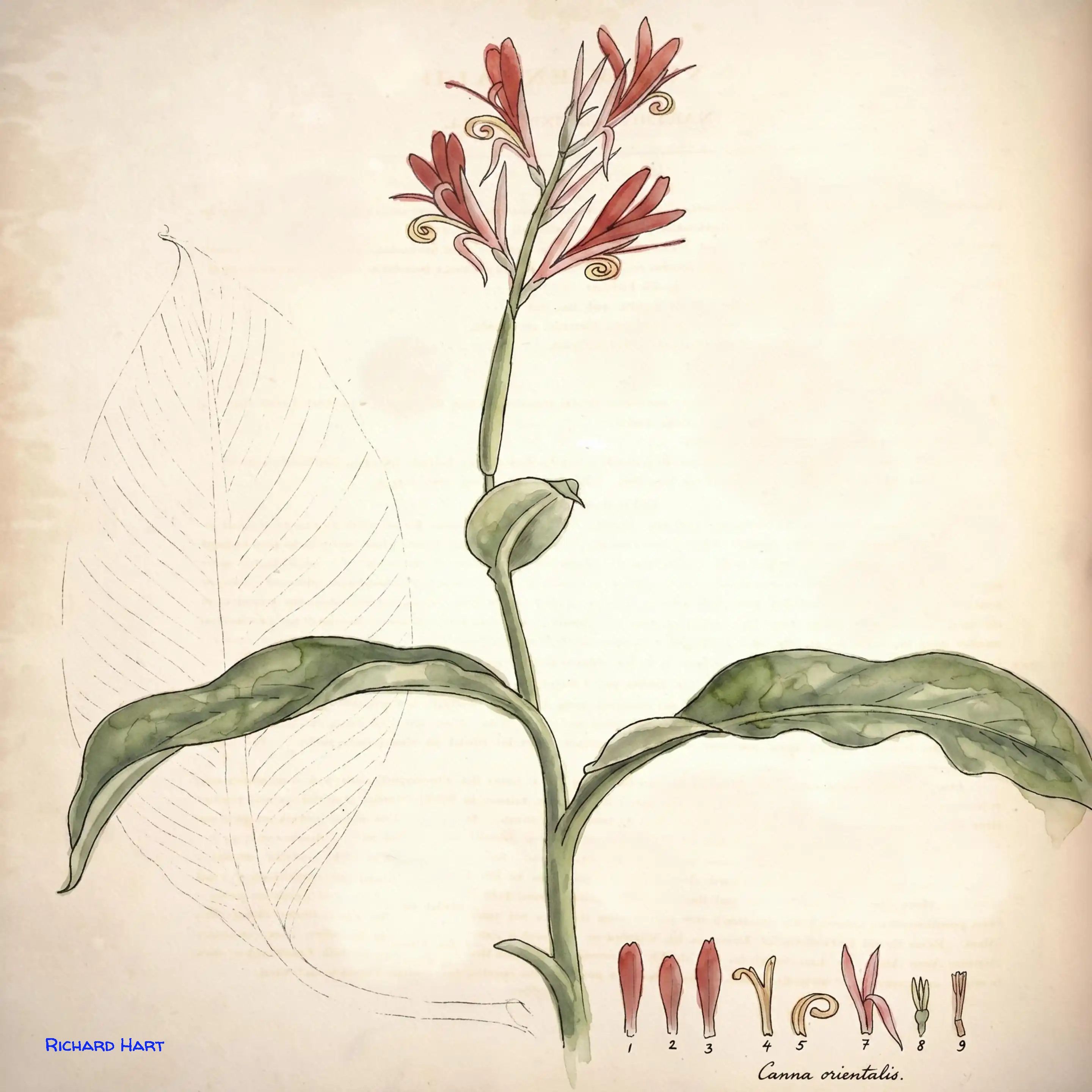 Canna Orientalis