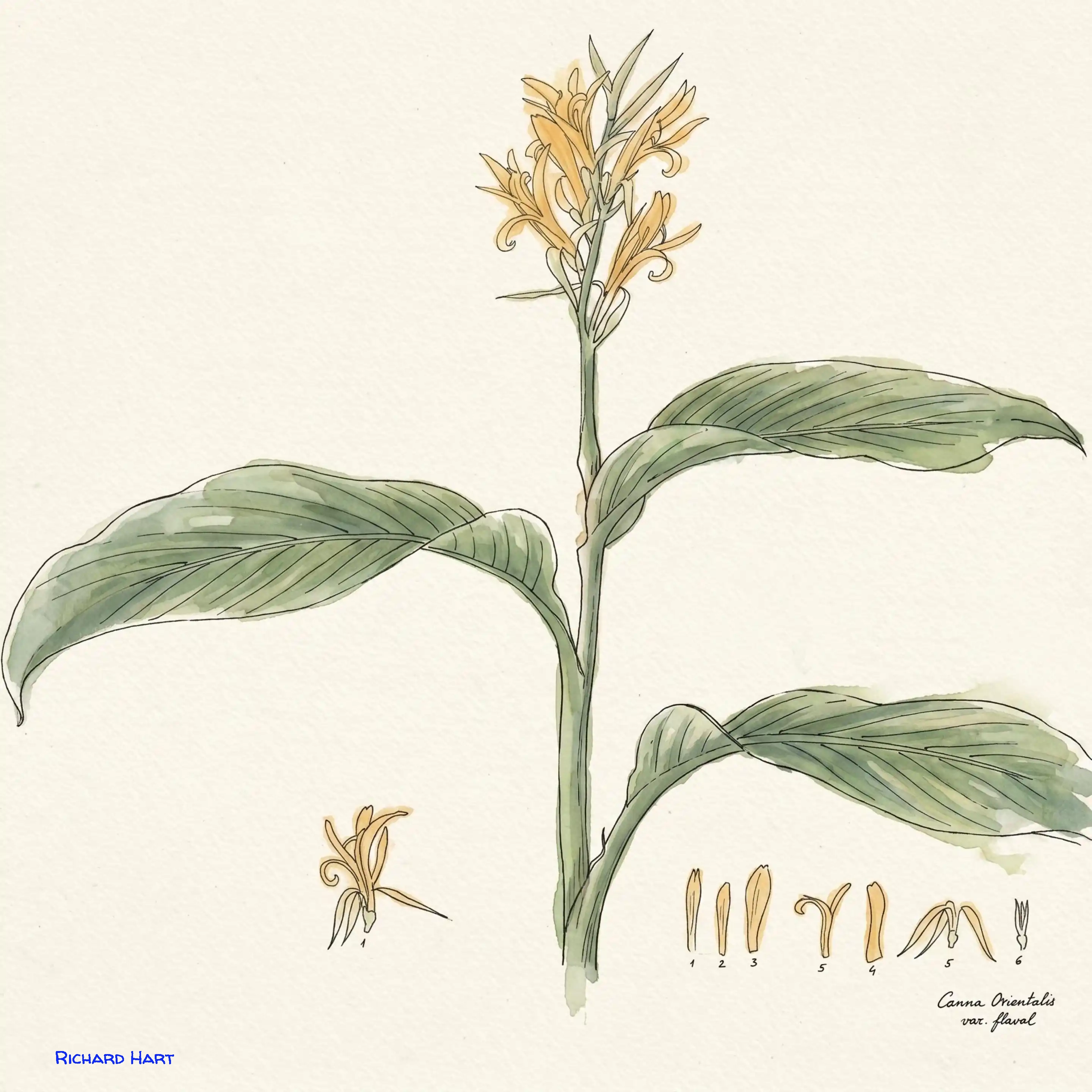 Canna Orientalis 2