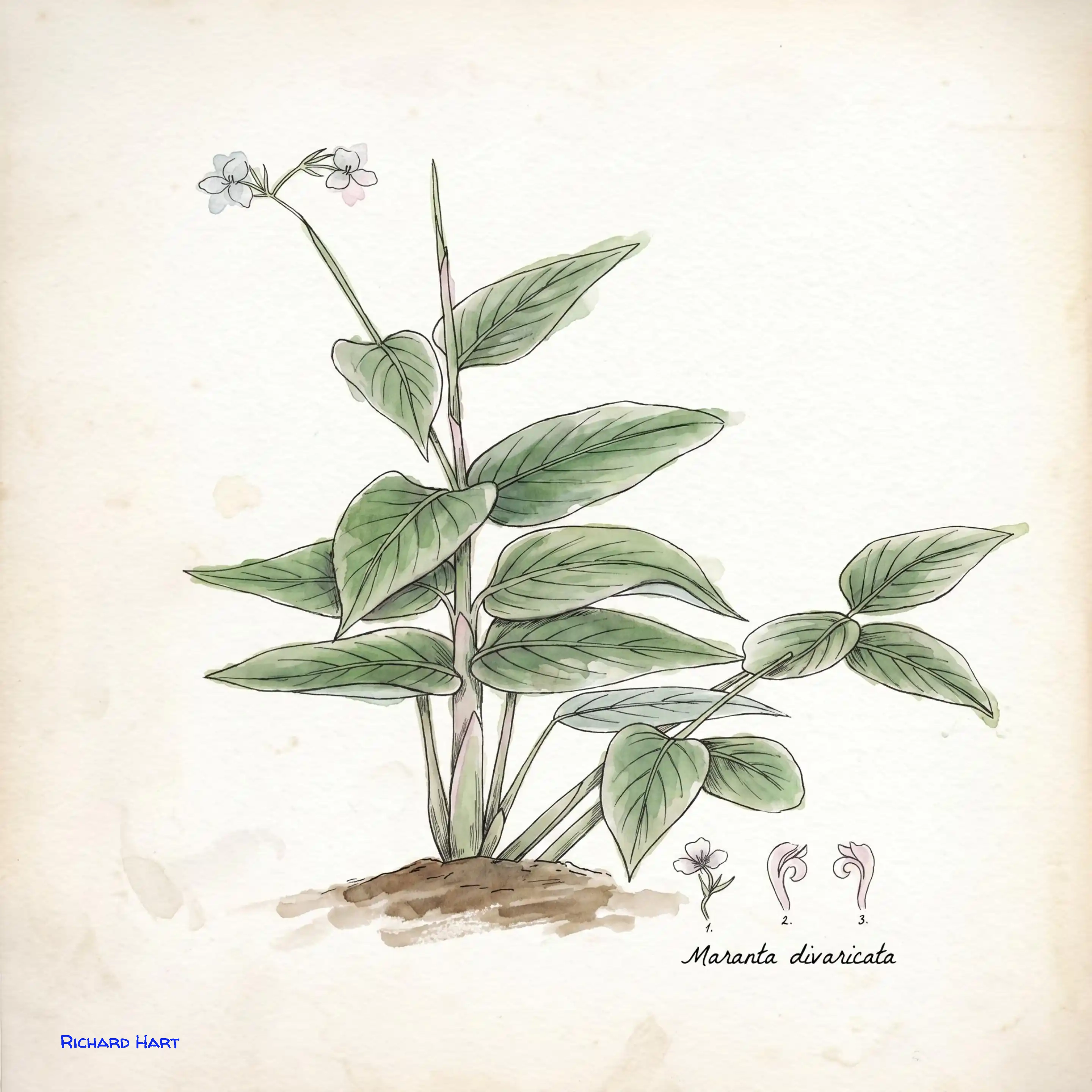 Maranta Divaricta