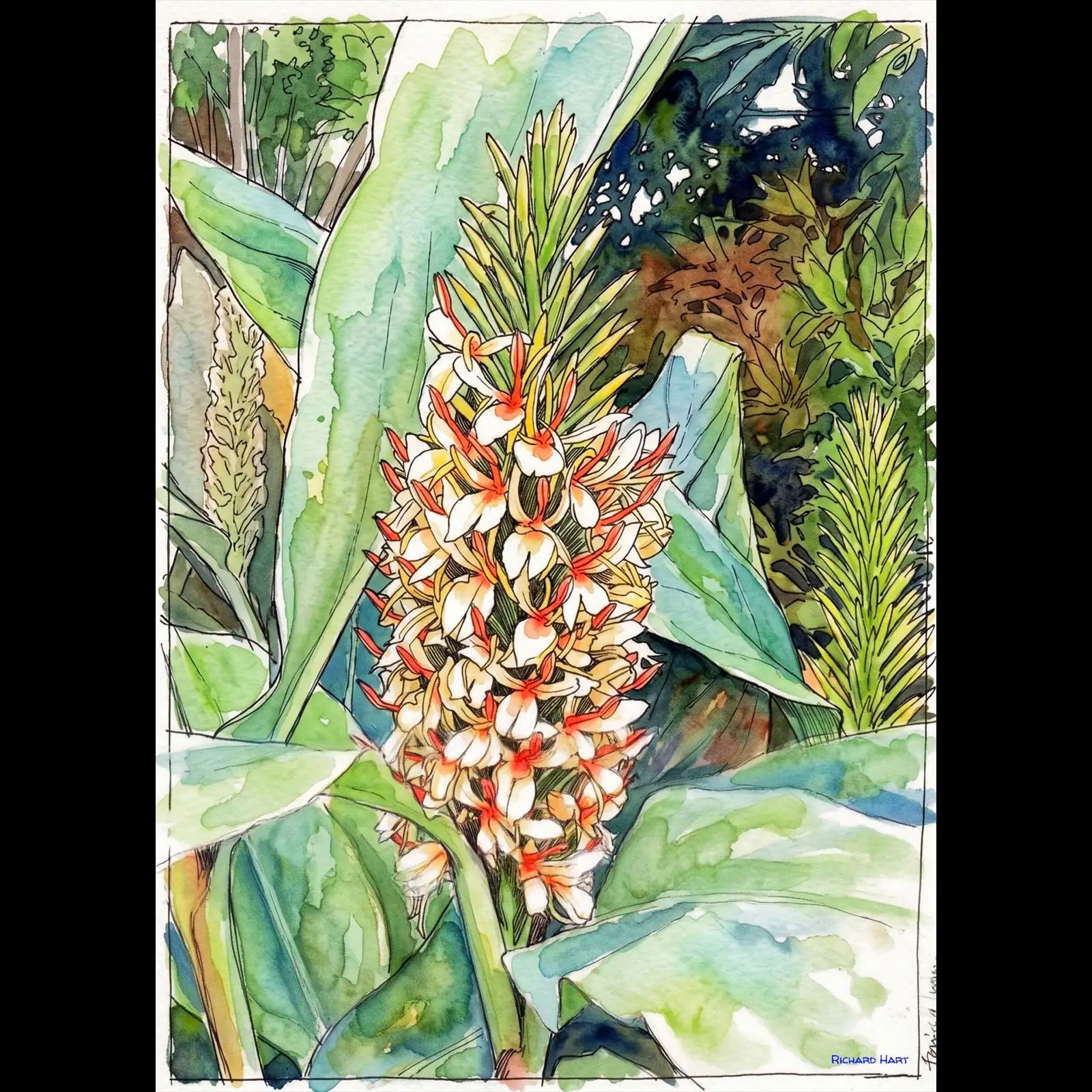 Kahili_Ginger_227