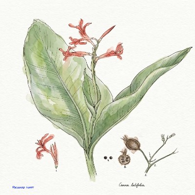 Canna Latifolia