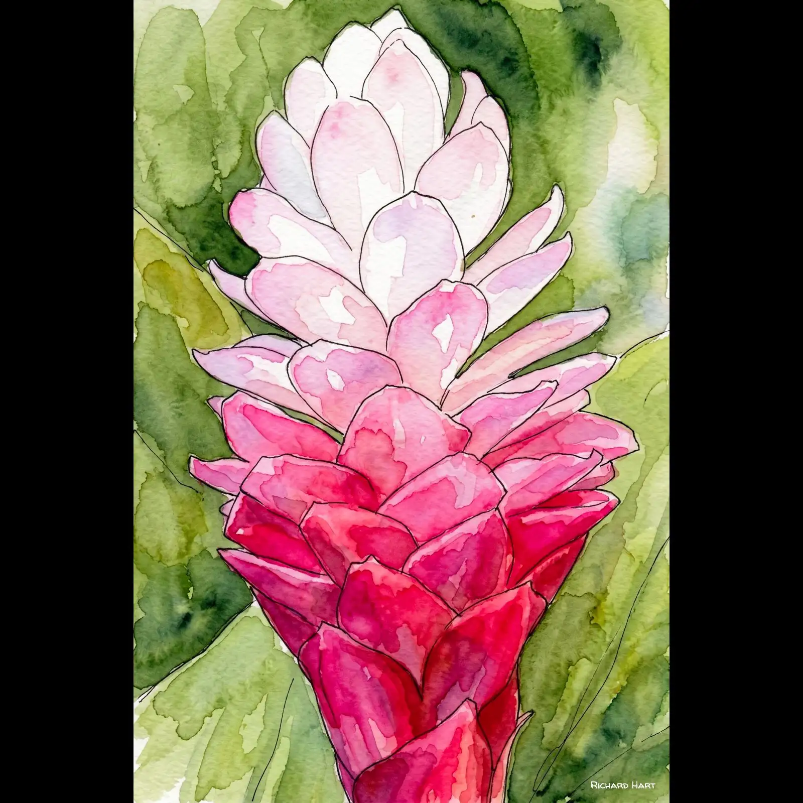 Rhizome Pink Ginger 111