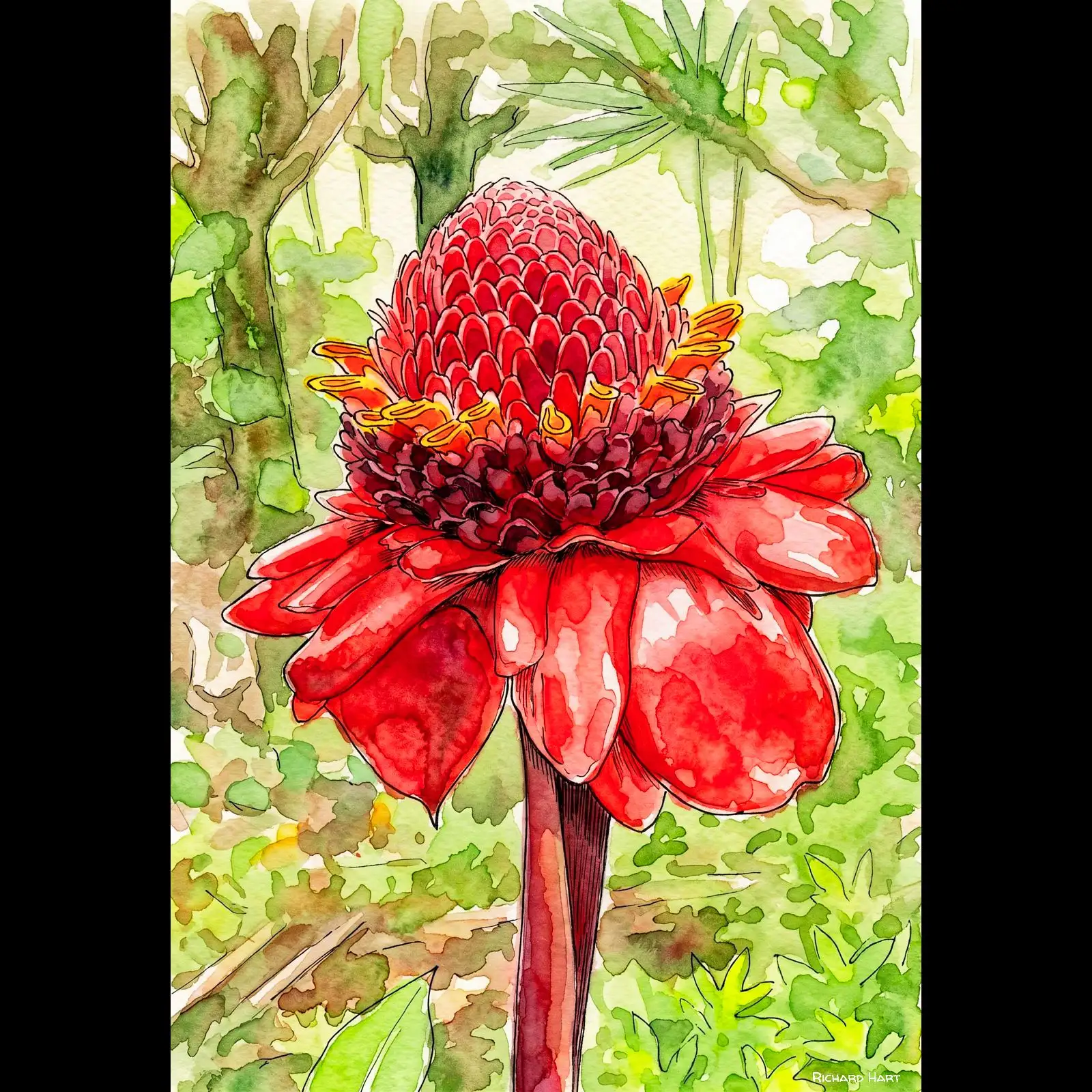 Torch Ginger 214