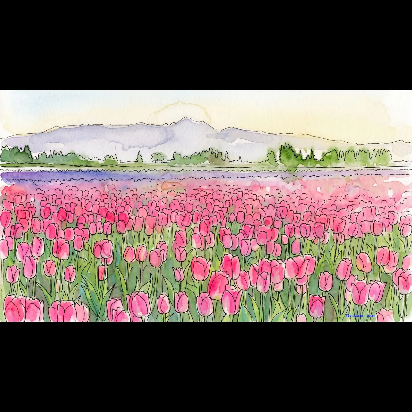 Skagit Tulips 8