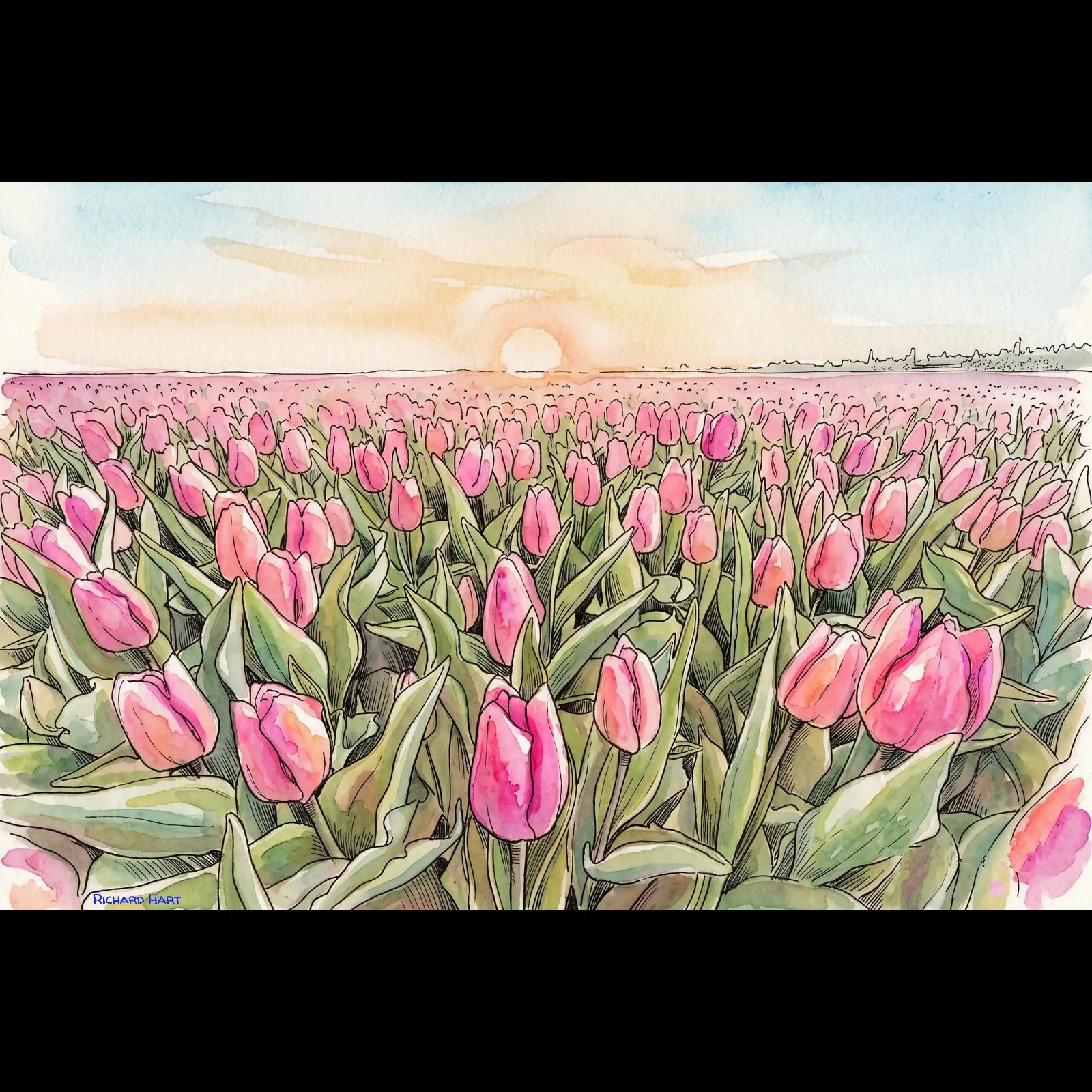 Netherland Tulips 14