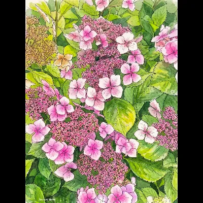 BC Pink Hydrangea I 