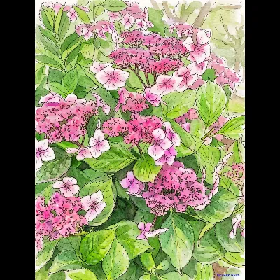 BC Pink Hydrangea II 