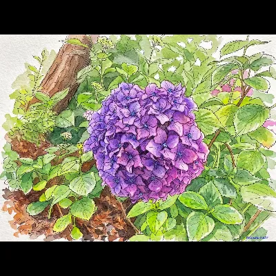 BC Purple Hydrangea I 