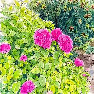 Hydrangea Strangea 
