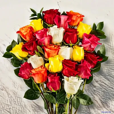 Rosa Cotura