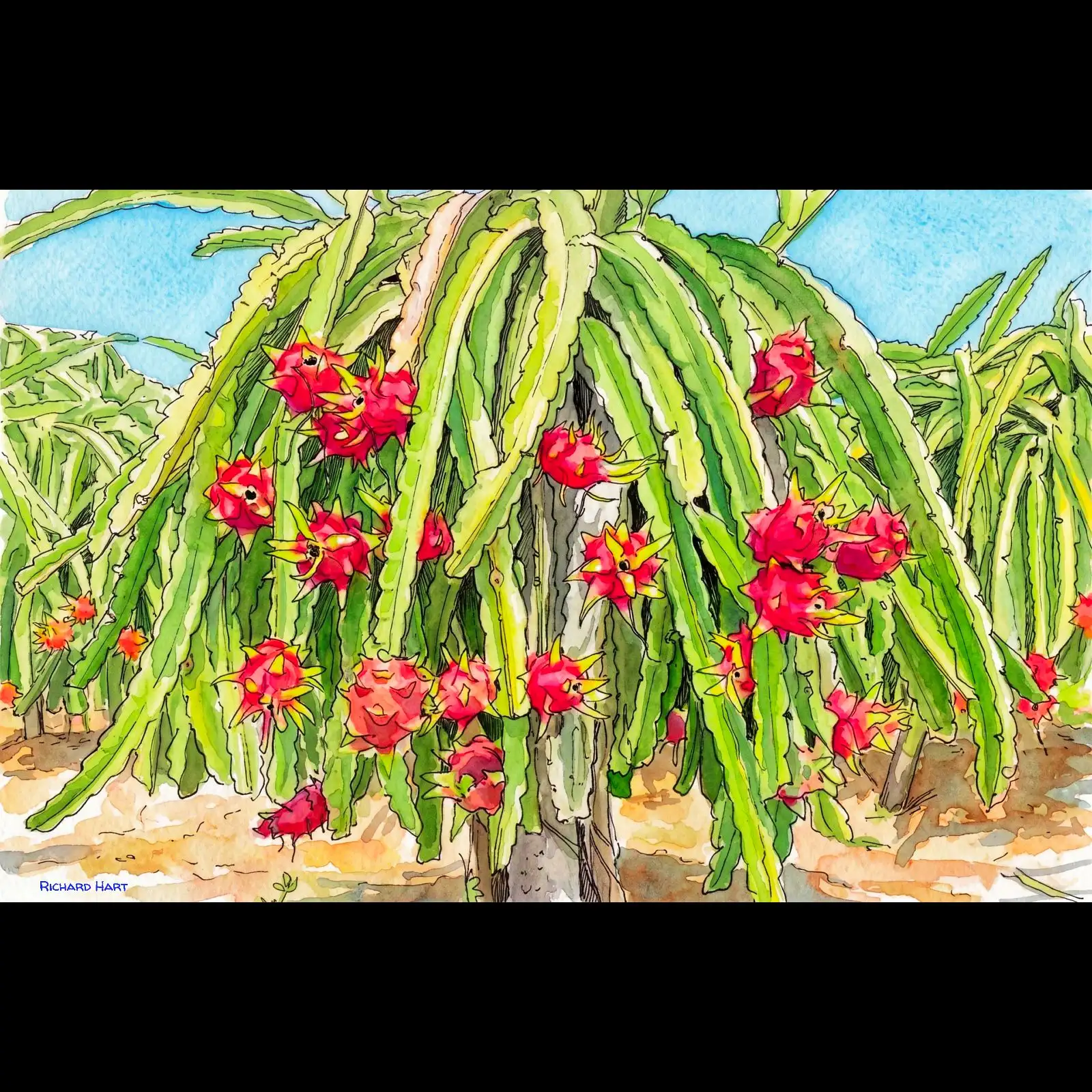 dragonfruit1