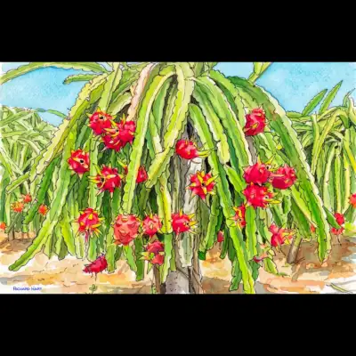 Dragon Fruit 2