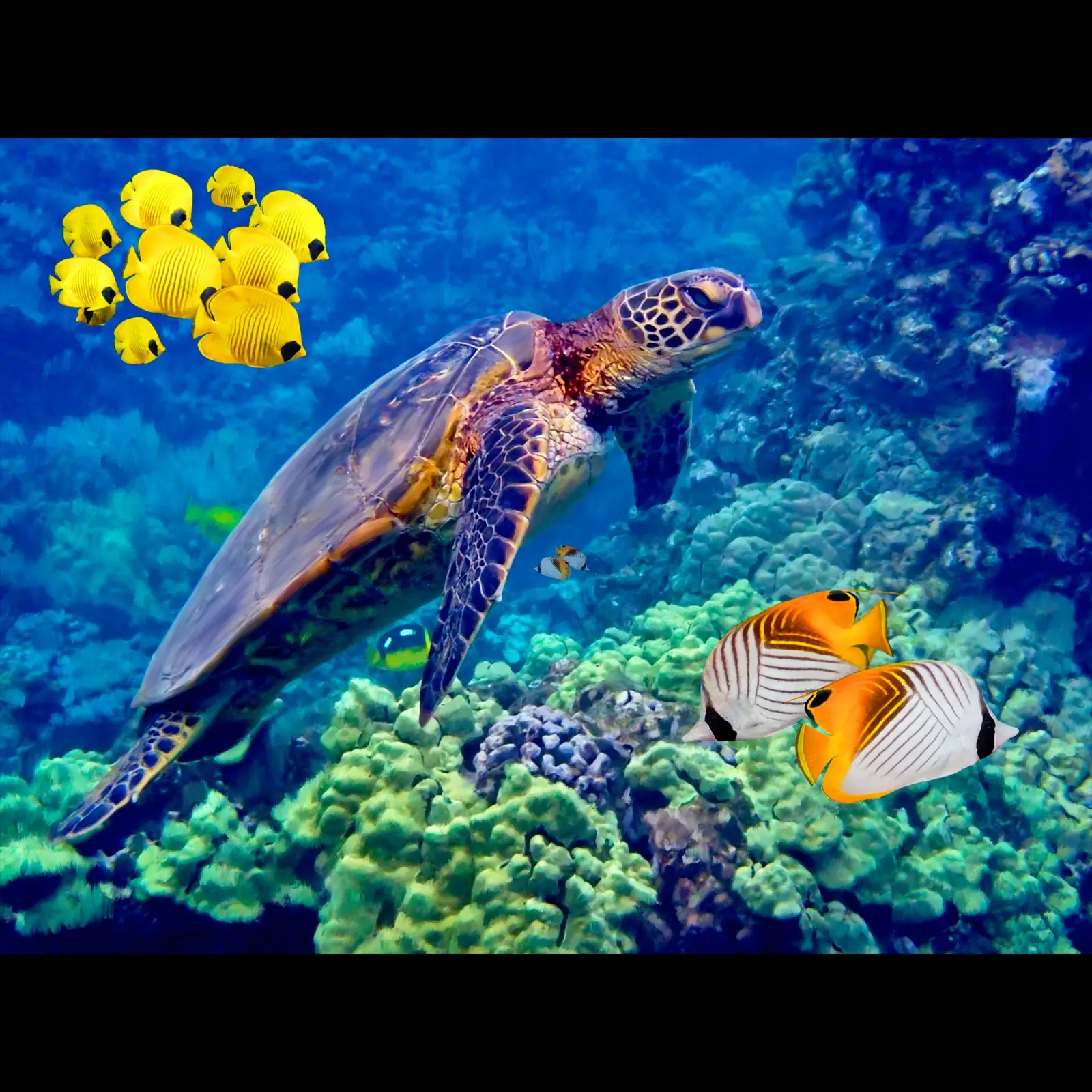 Honu Makai