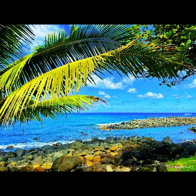 Keokea palms on breakers