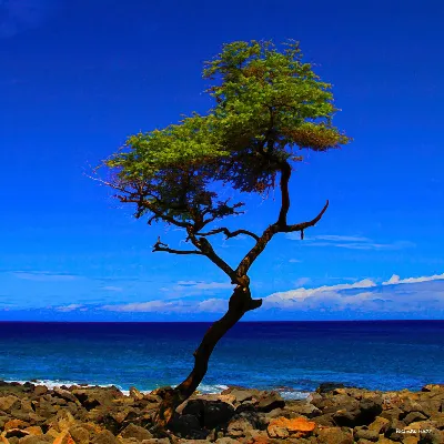 Lone Tree Mahukona