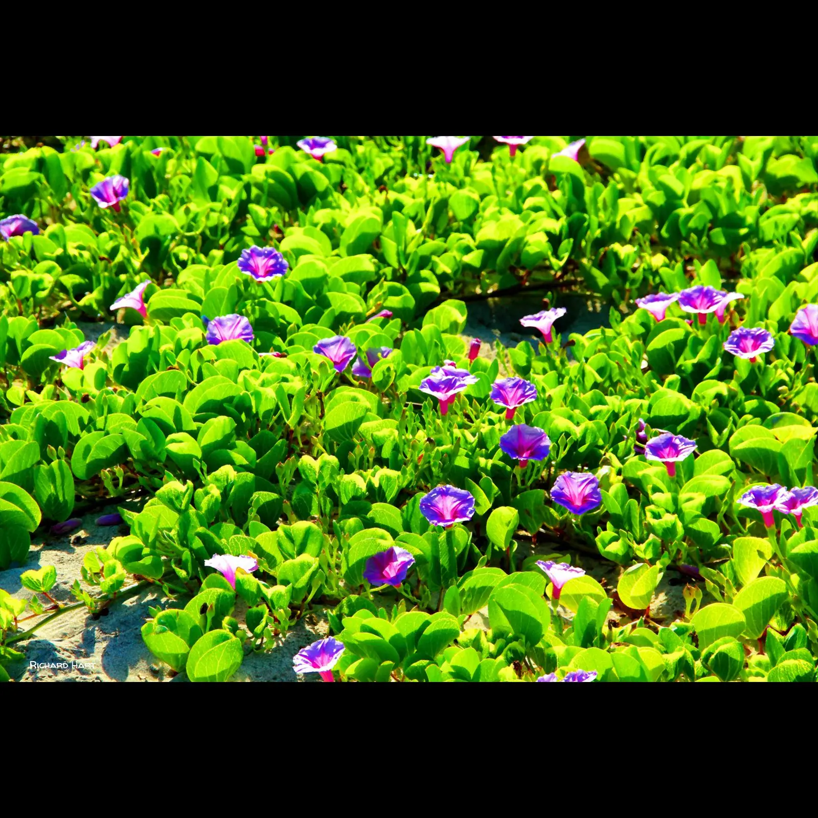 Mahukona Morning's Glory