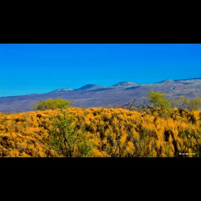 New Kohala