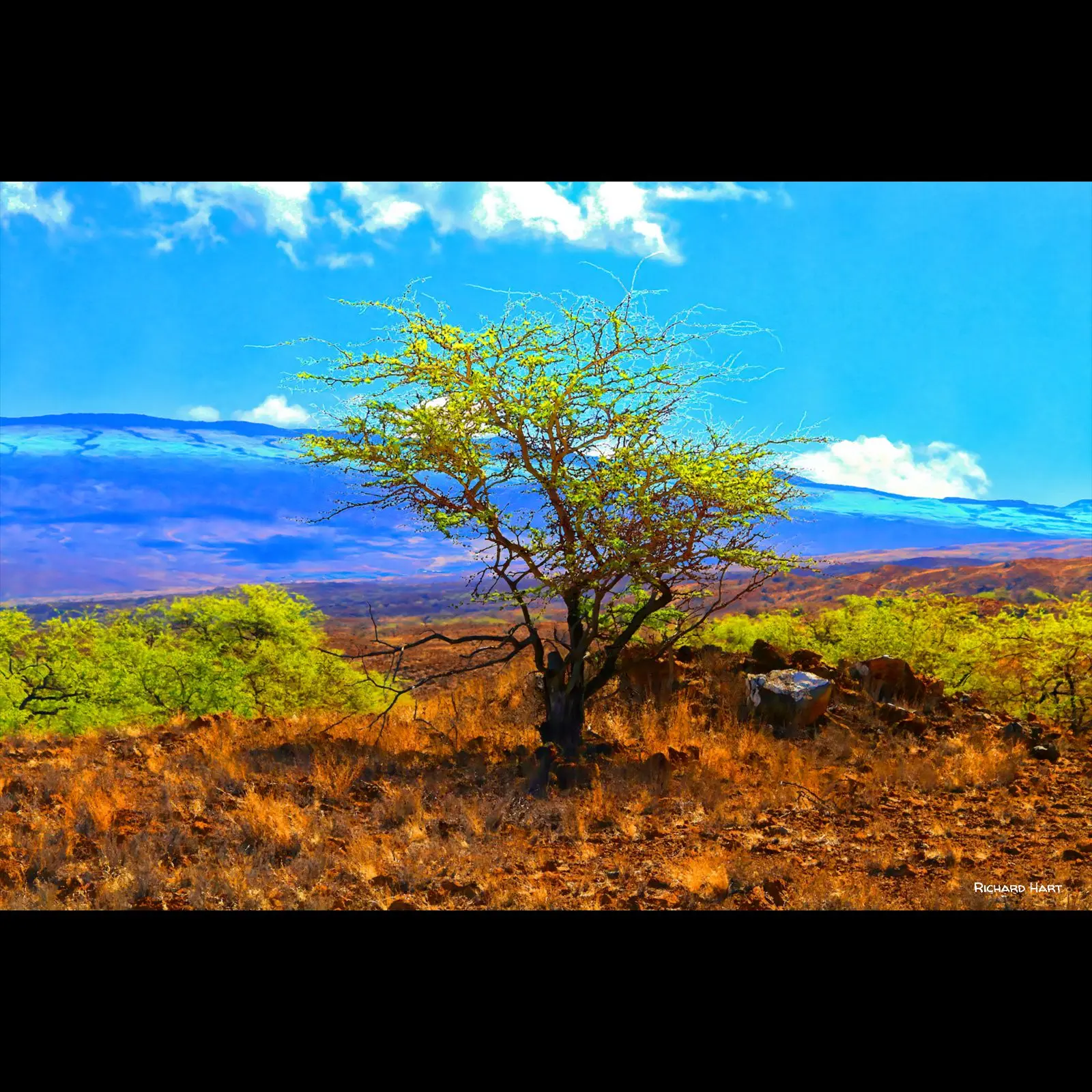 Puako Tree and Kohala