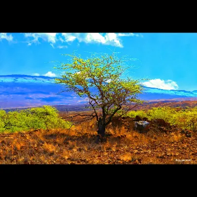 Puako Tree and Kohala (2022)