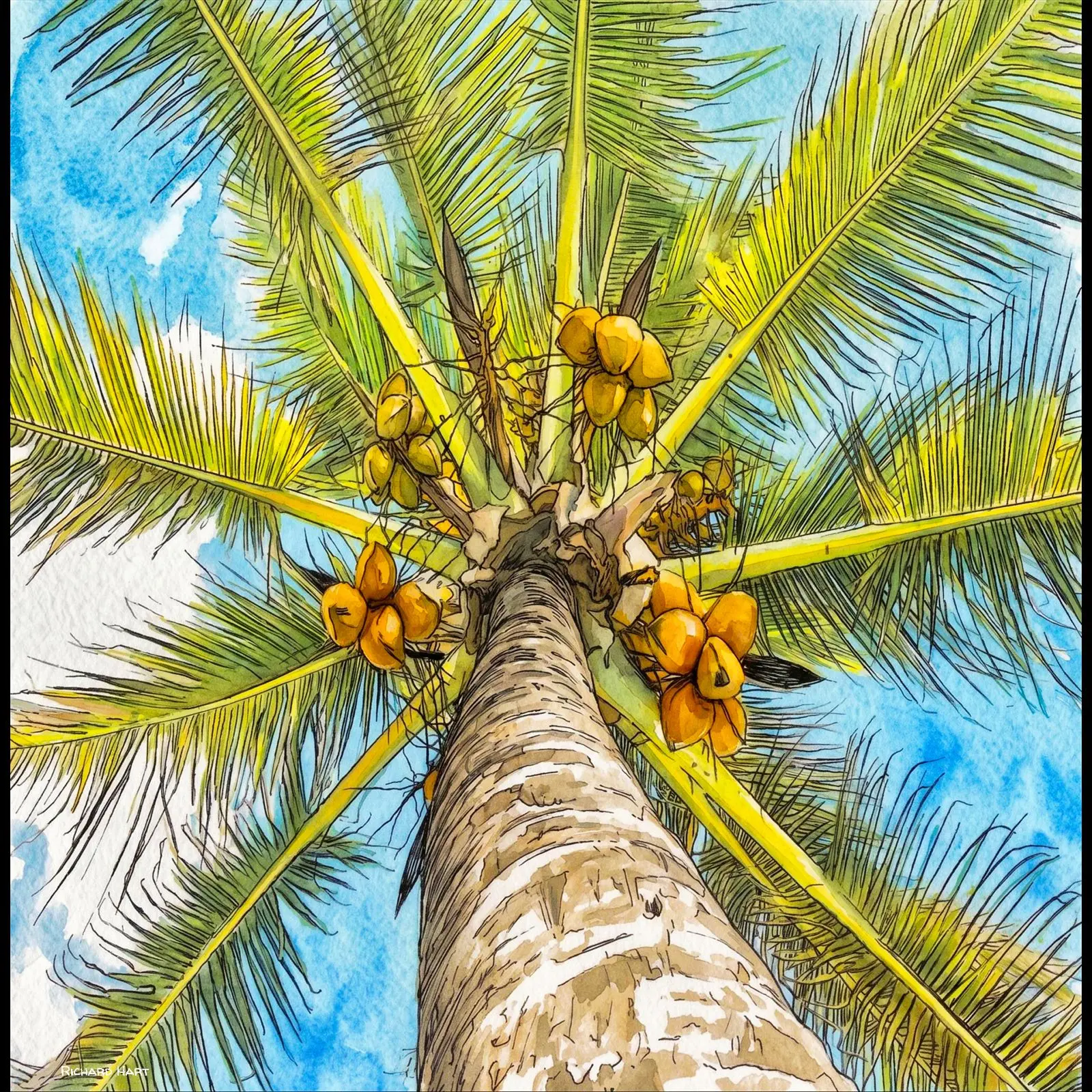 Up_the_cocont_tree