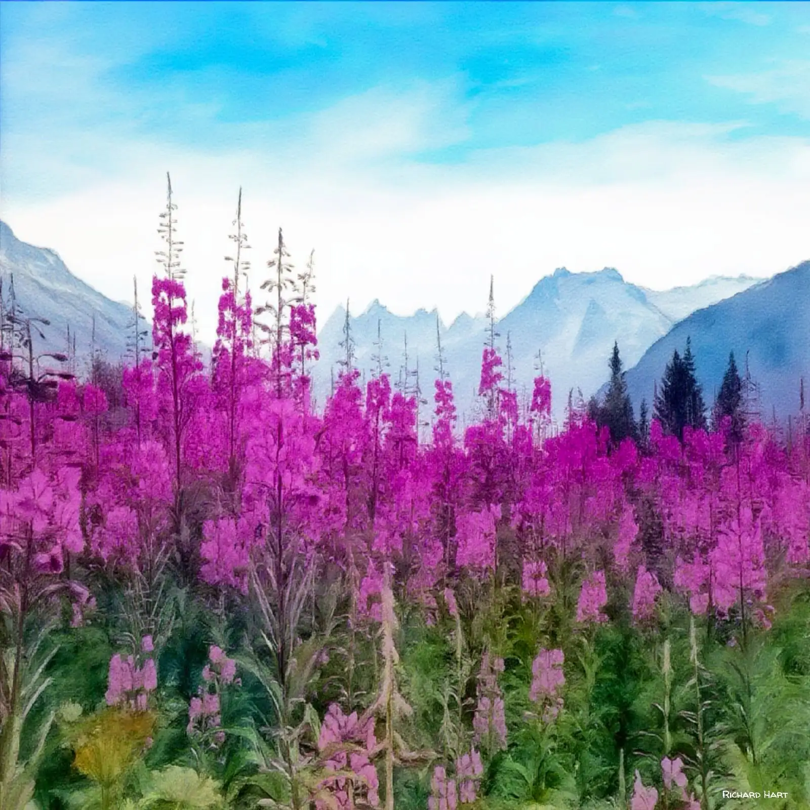 Alaskan Fireweed