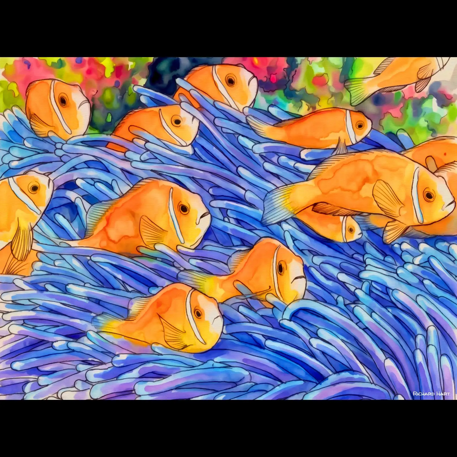Clownfish