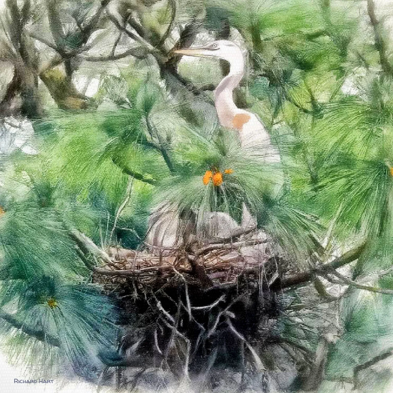 Egret Nesting In Ironwood Tree