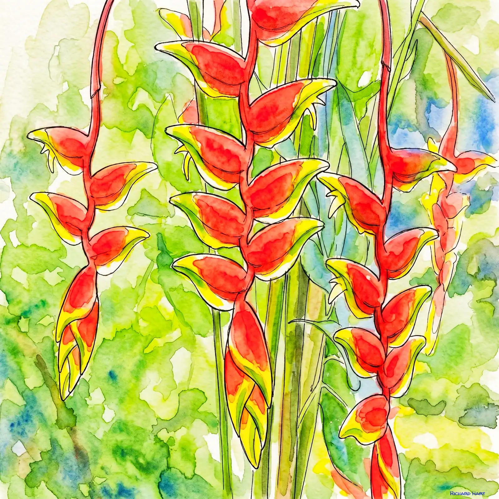 Heleconia127pwc_Richard_Hart
