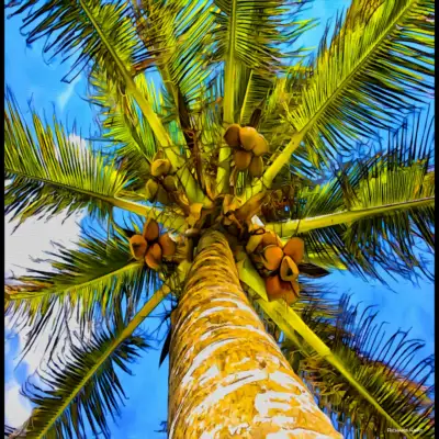Up the Coconut Tree