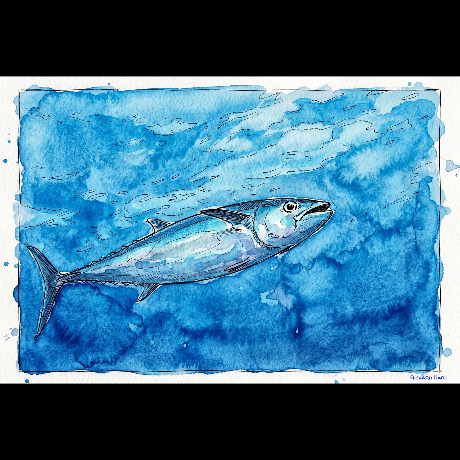 Albacore Tuna below angle