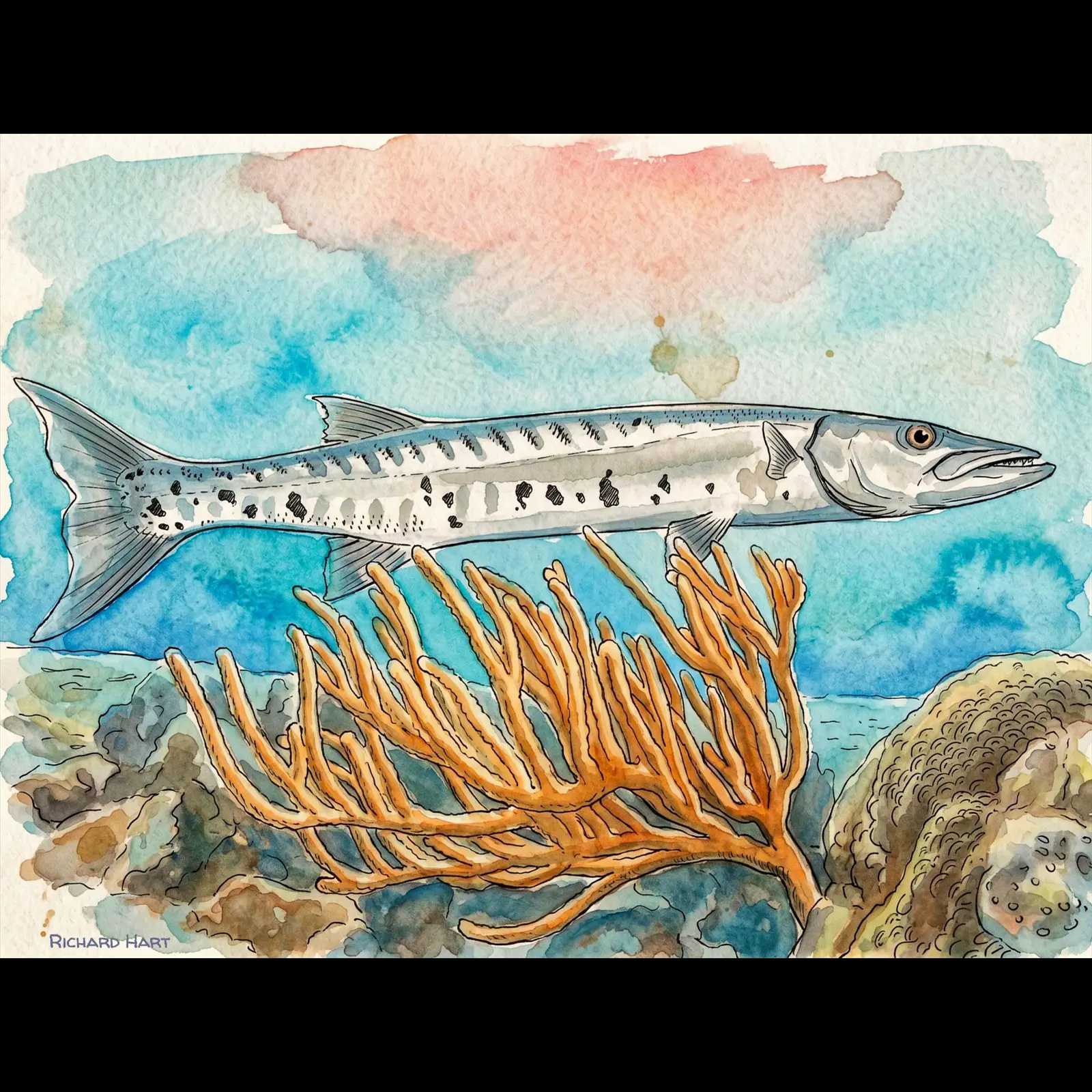 Barracuda in the coral