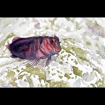 Largemouth Blenny