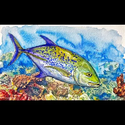 Trevally 24 PWC
