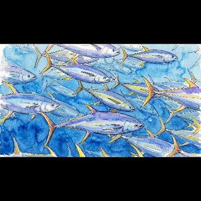 Yellowfin Tuna Deep School