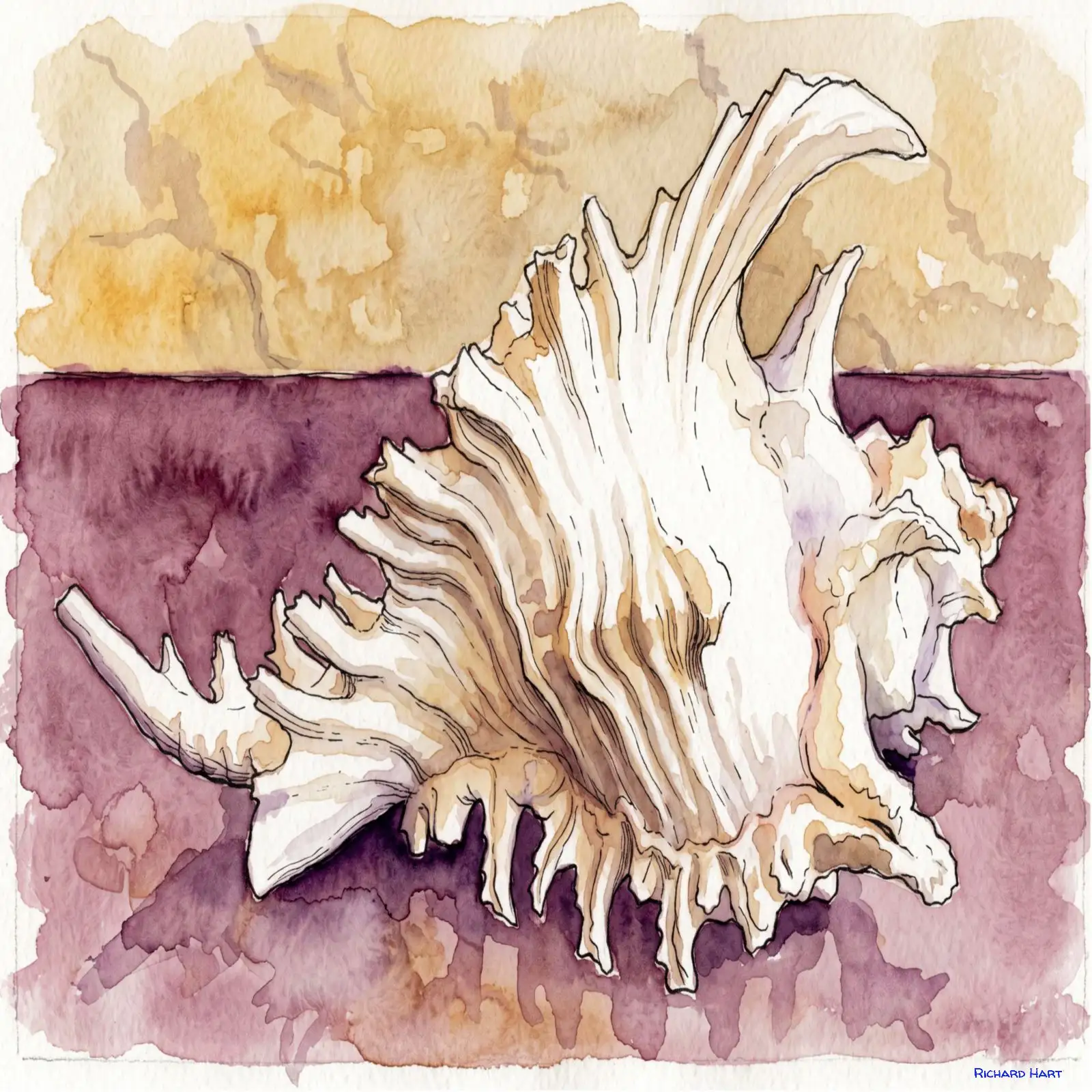 Scorpion Spider Conch 111