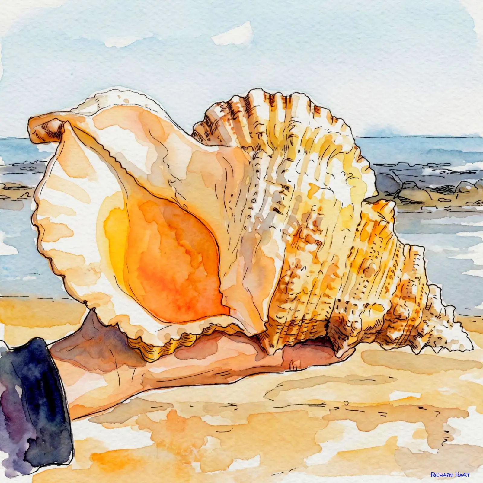 Triton's Trumpet Conch 113