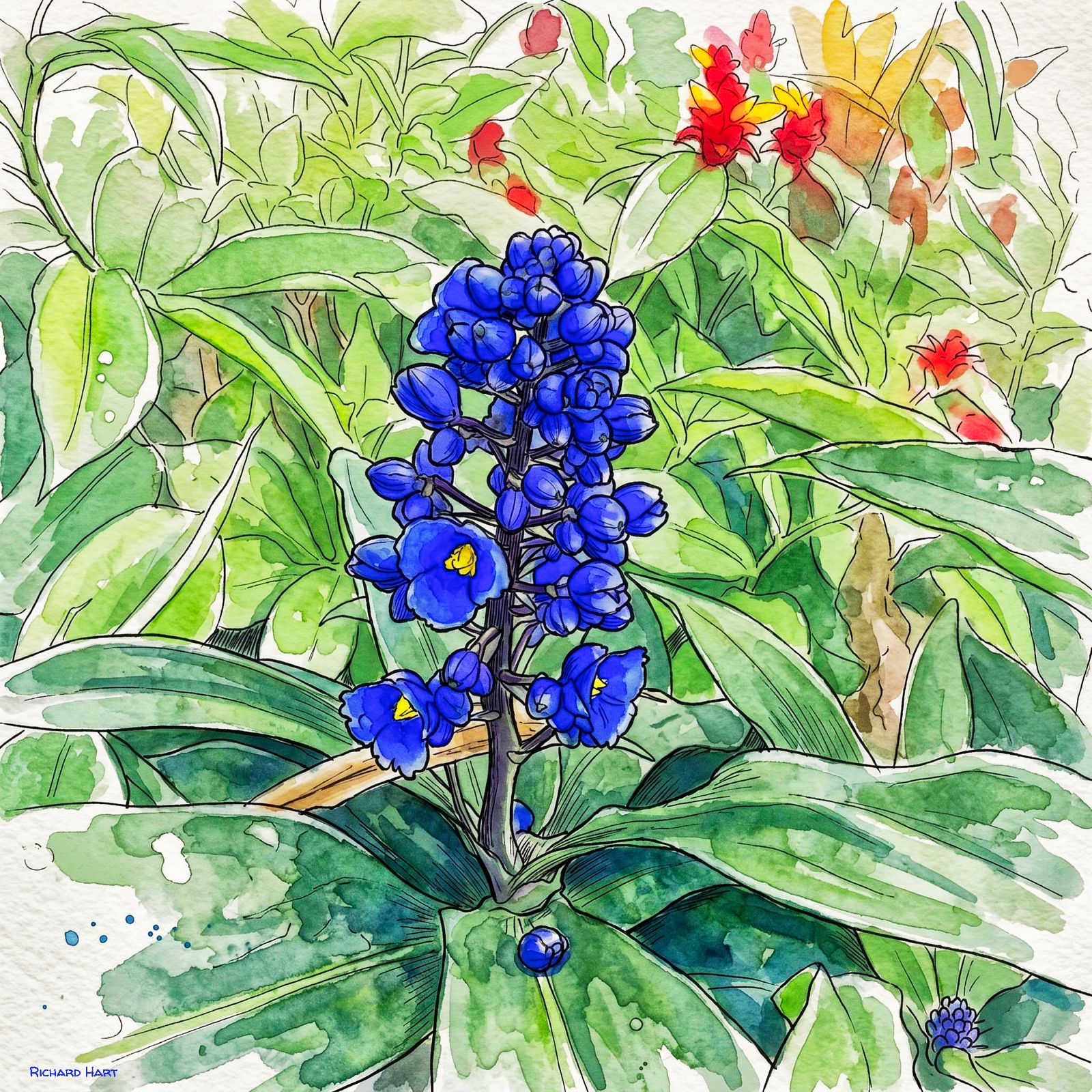 Blue Ginger 220