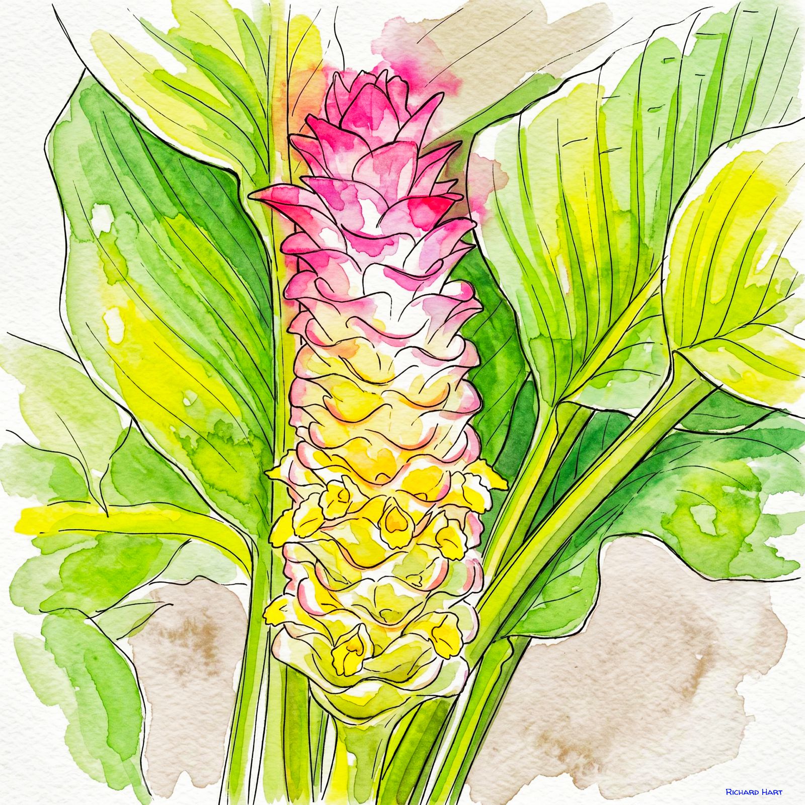 Hawaii Ginger 229
