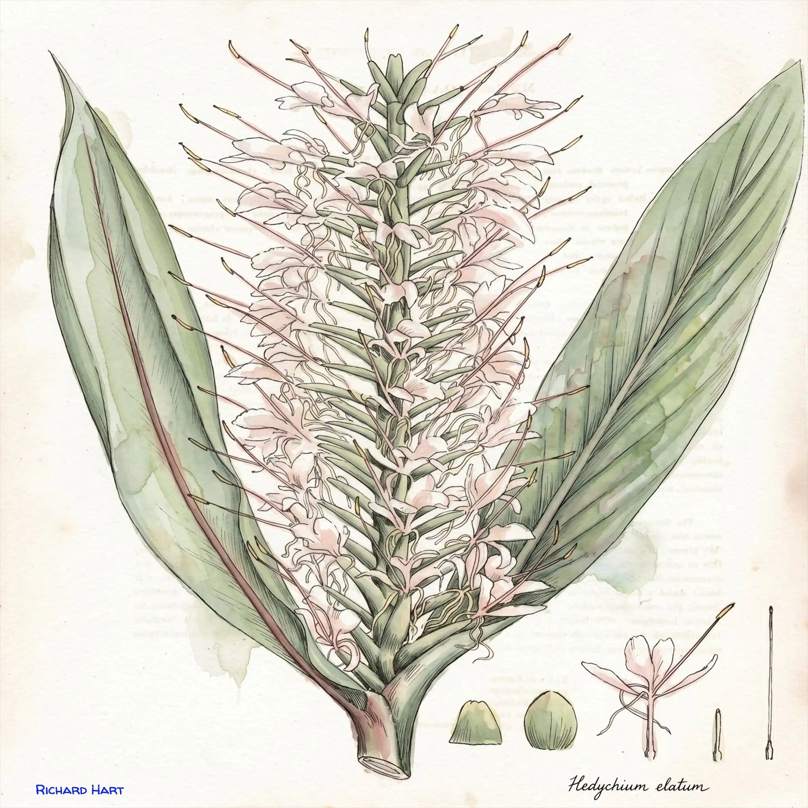 Hedychium Elatum