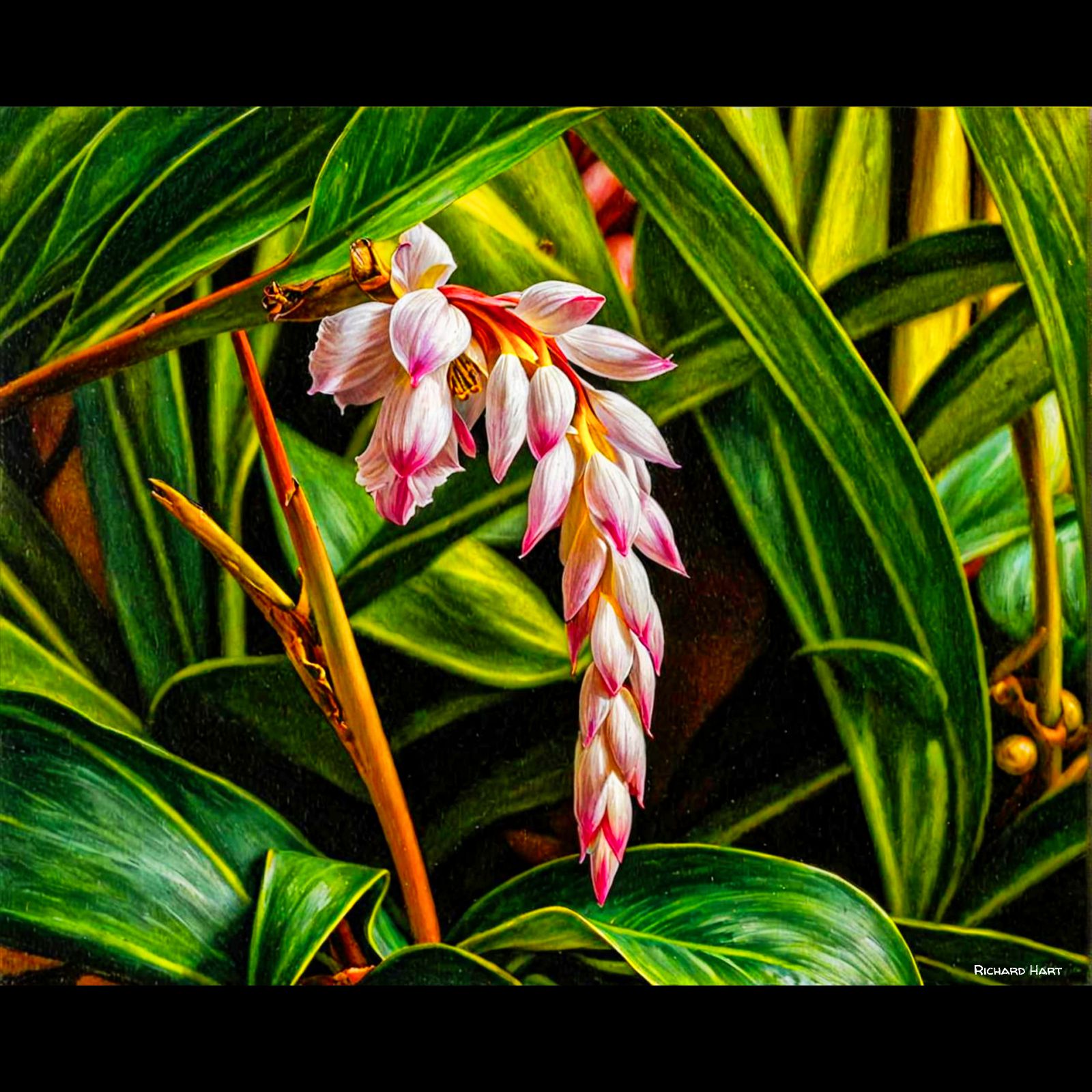 Shell Ginger 111