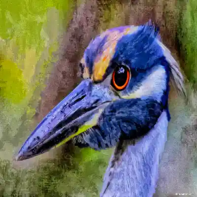 Blue Heron Bongo - Richard Hart (2024)