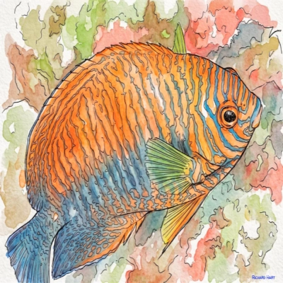 Potter's Pygmy Angelfish 221