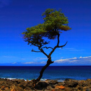 Lone Tree at Mahukona by Richard Hart (2020)