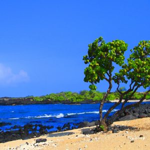 Old Kona Airport Collection - Tree on the Beach